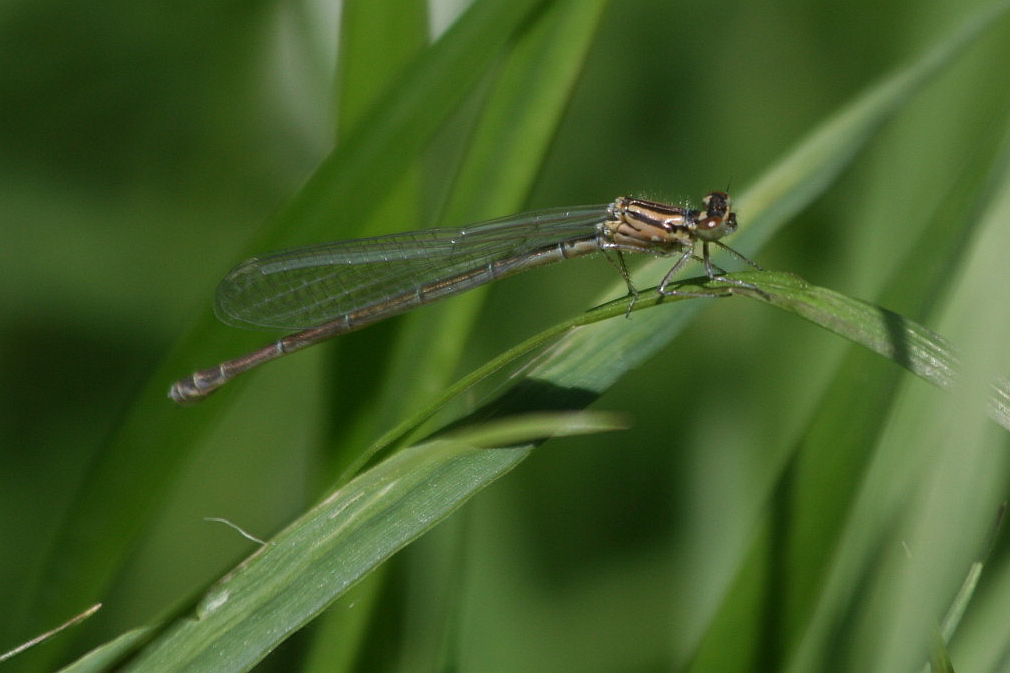 Coenagrion puella?